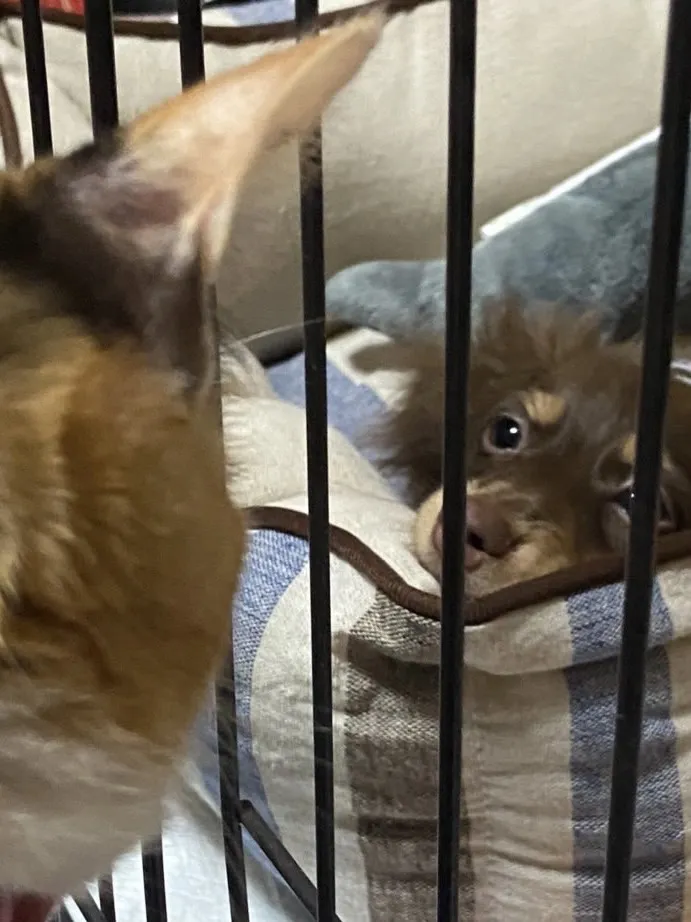 動物看護師・トリマー 淵脇梨々香 写真5