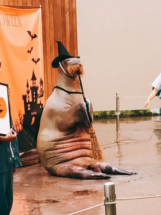 動物看護士・トリマー 大野貴絵 写真3