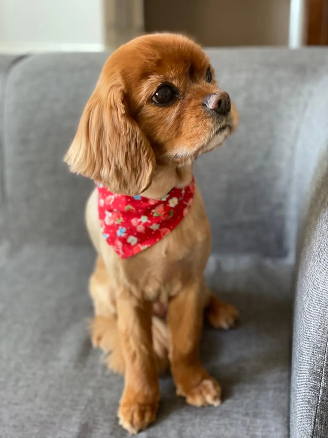 動物看護士・トリマー 大野貴絵 写真2