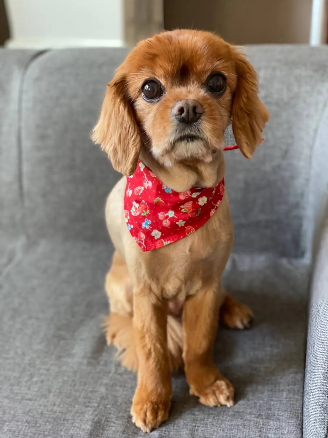 動物看護士・トリマー 大野貴絵 写真3