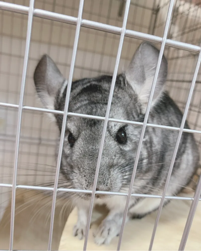 トリマー 望月美穂 写真2