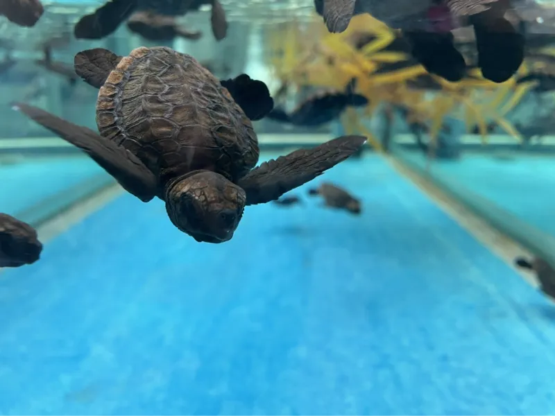 トリマー 望月美穂 写真4