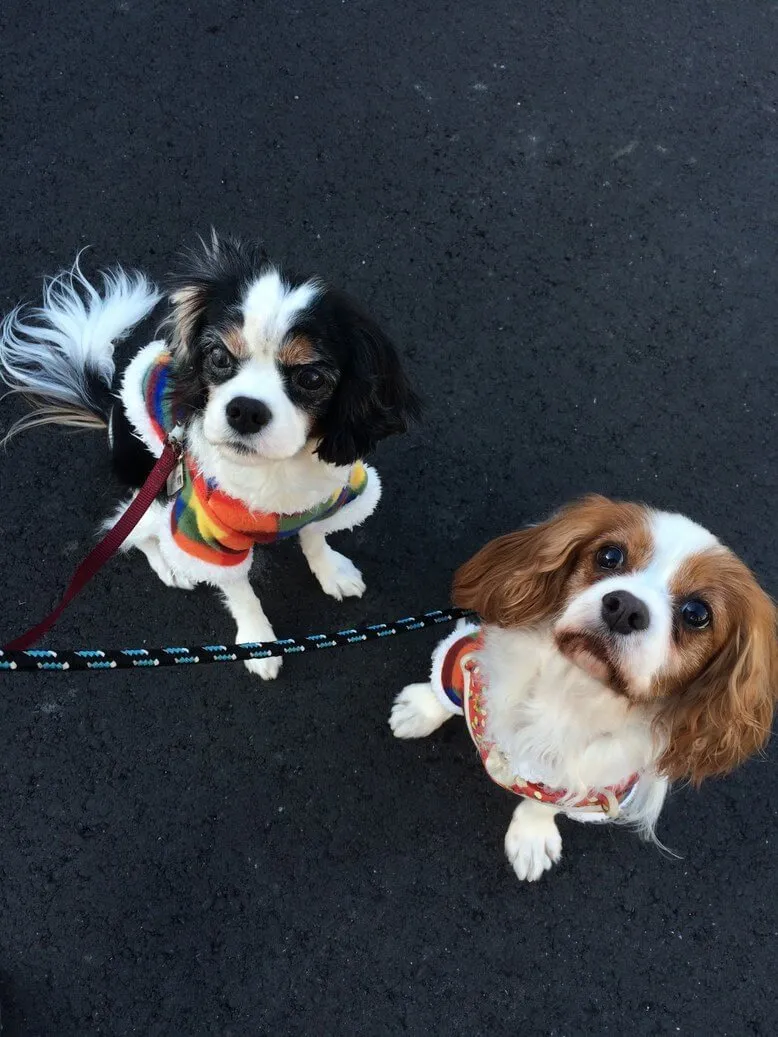 動物看護士・トリマー 大野貴絵 写真5