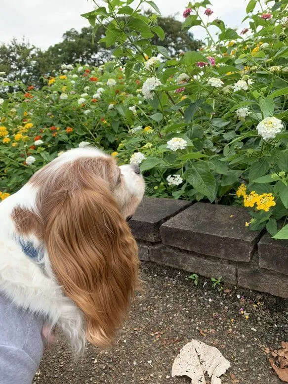 動物看護士・トリマー 大野貴絵 写真6