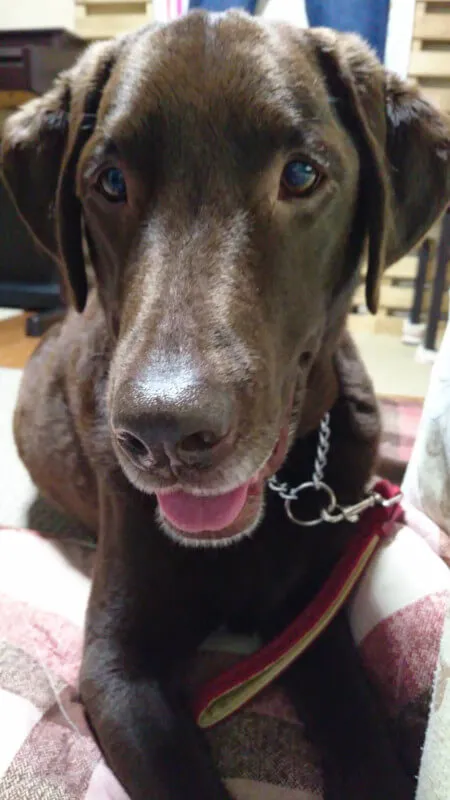 獣医師 高橋優希 写真1