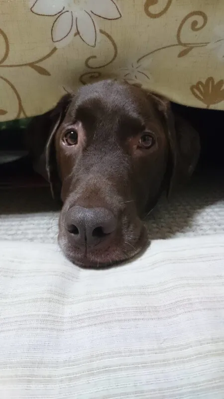 獣医師 高橋優希 写真2