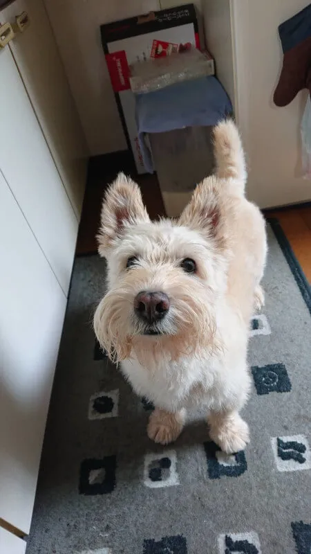 獣医師 高橋優希 写真3