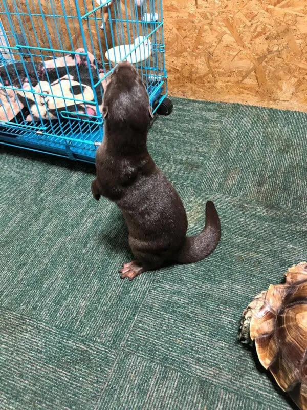 獣医師 高橋優希 写真5