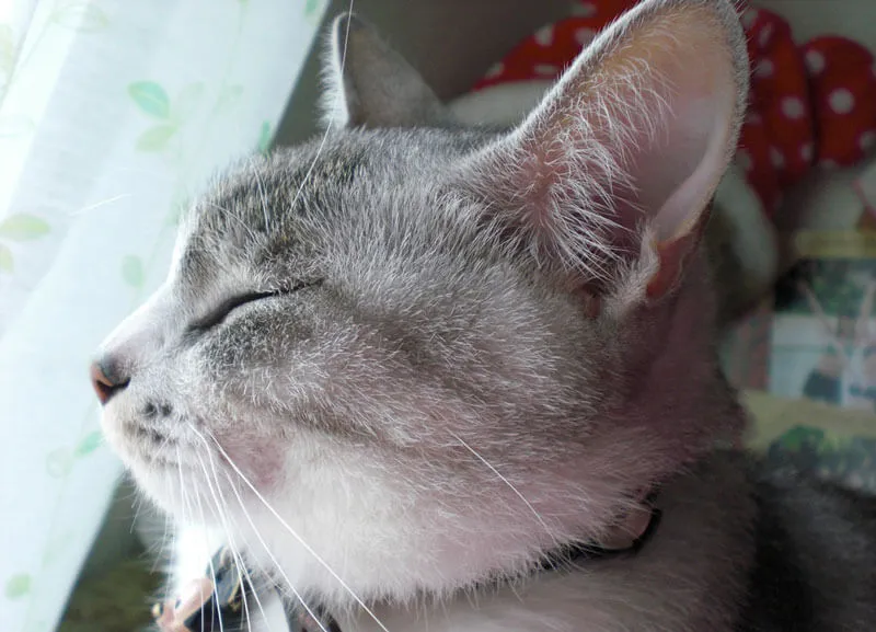 動物看護士・トリマー 豊田七海 写真3