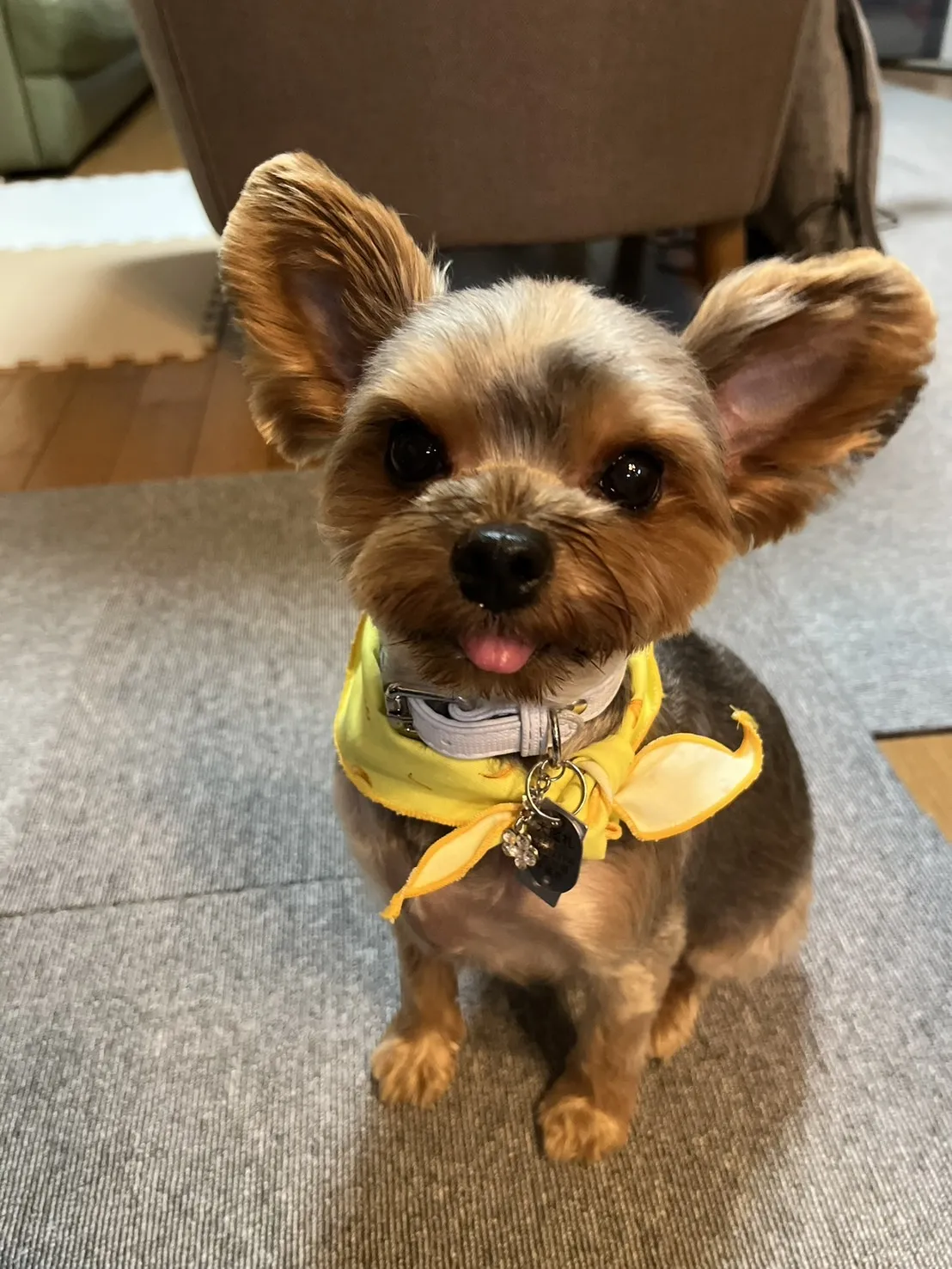 動物診療助手・トリマー 高橋えみり 写真1