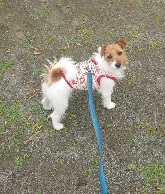 愛玩動物看護師 渡辺絵美子 写真5
